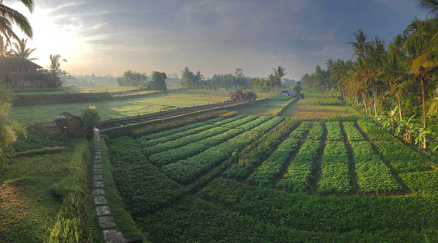 The ricefields of Bali